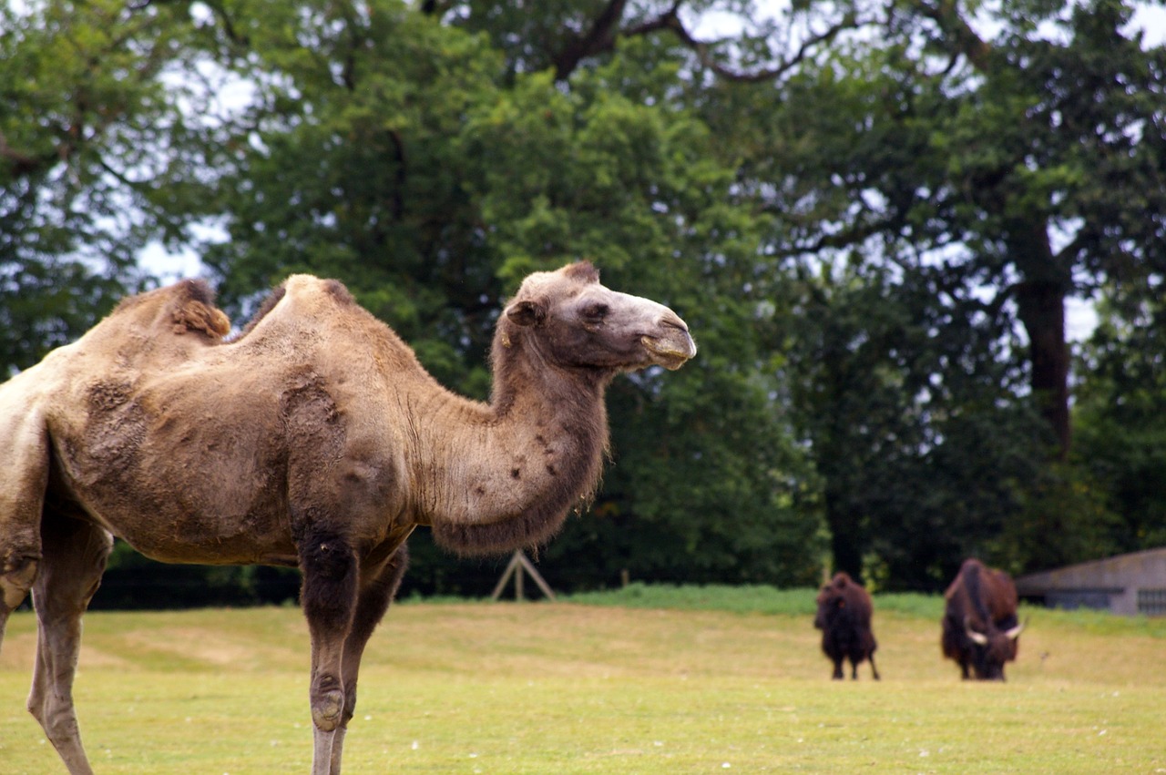 zoo animals tree free photo