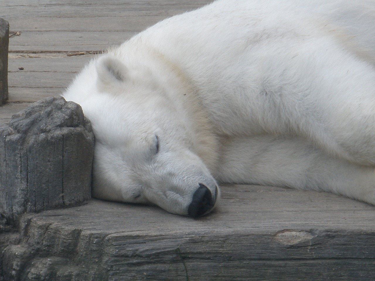 zoo polar bear wildlife free photo