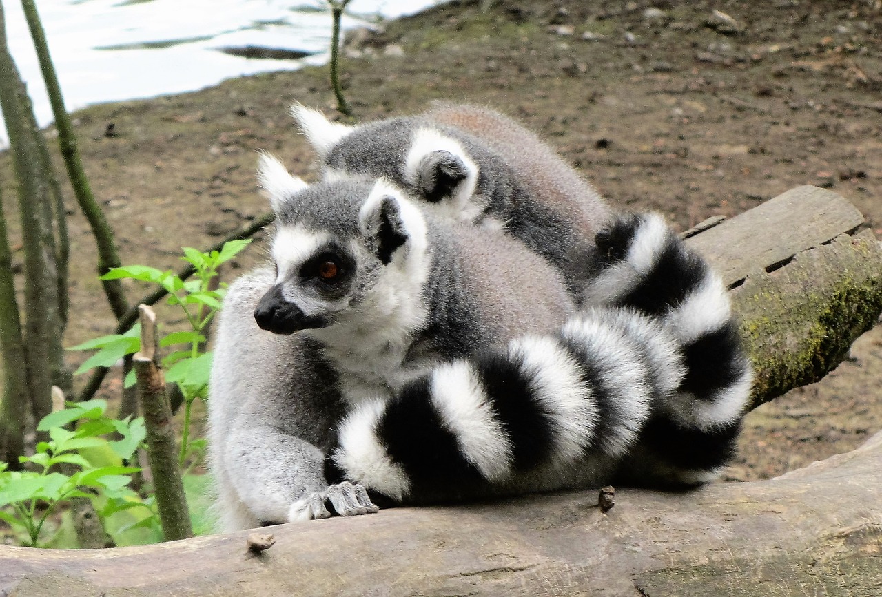 zoo ring-tailed lemur monkey free photo