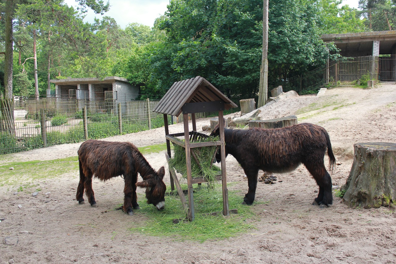 zoo donkeys animals free photo