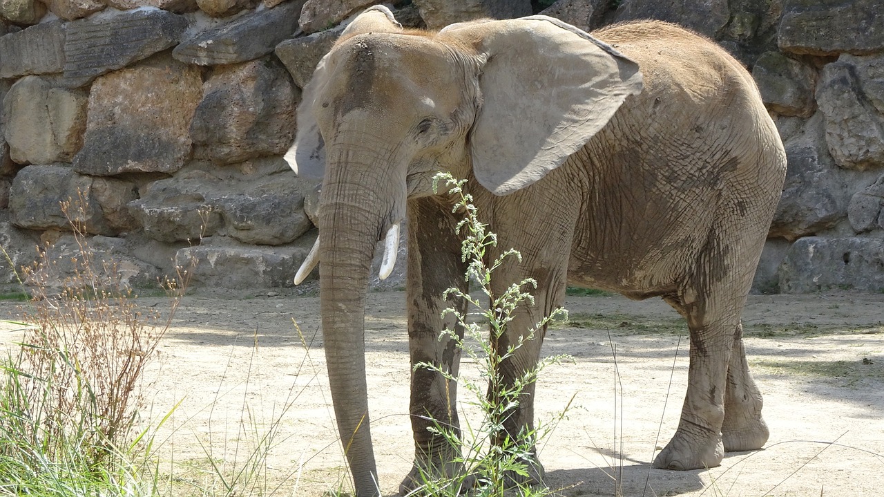 elephant zoo tiergarten schönbrunn free photo