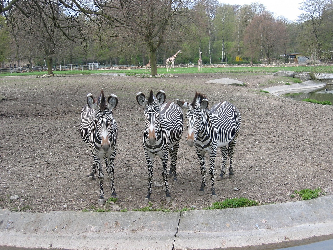 zoo zebras outdoor enclosures free photo