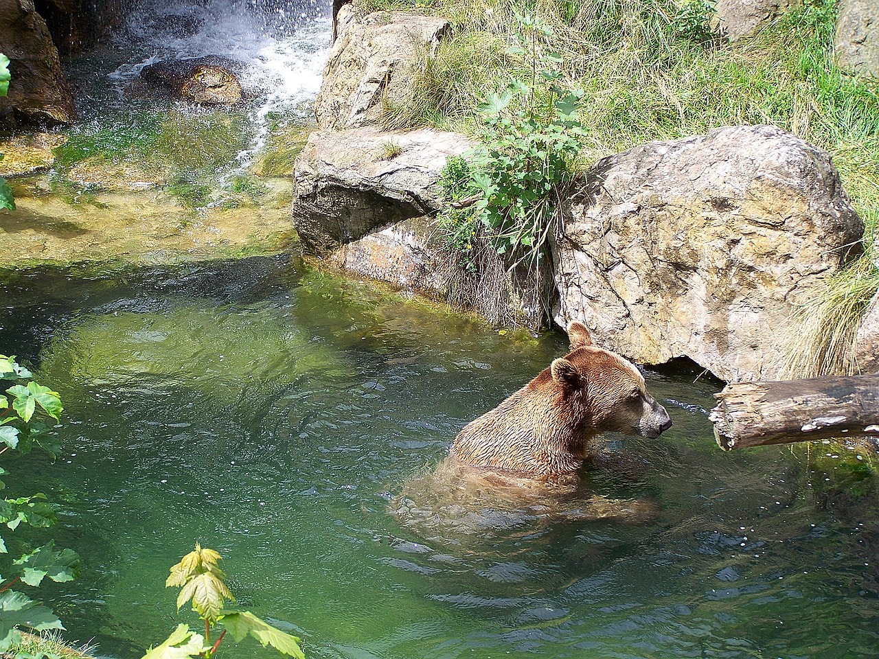 zoo bear alpine zoo free photo