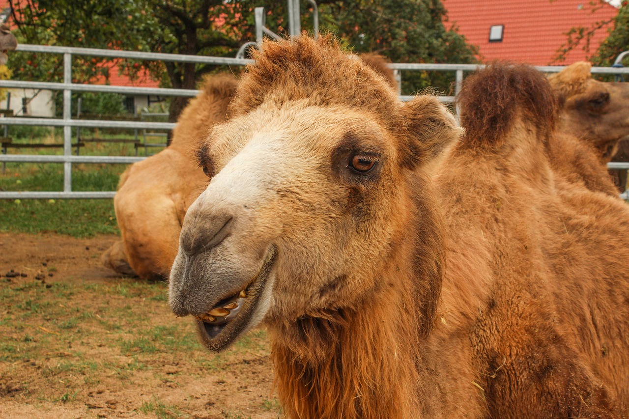 zoo camel circus free photo