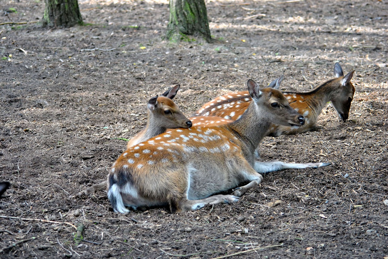 zoo roe deer free deer free photo