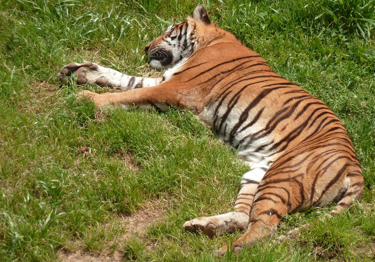 zoo tiger animal free photo