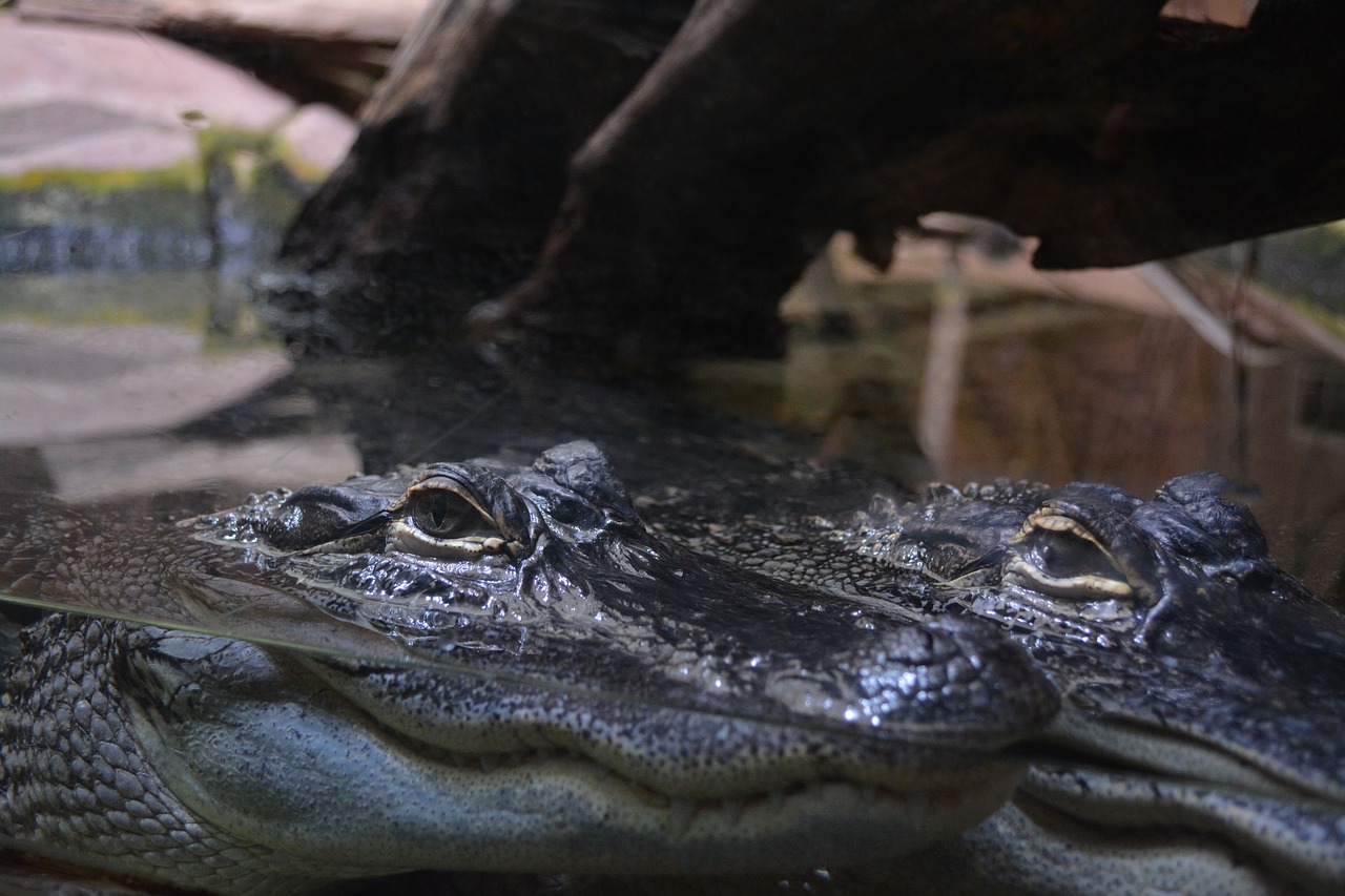 zoo crocodile vivarium free photo