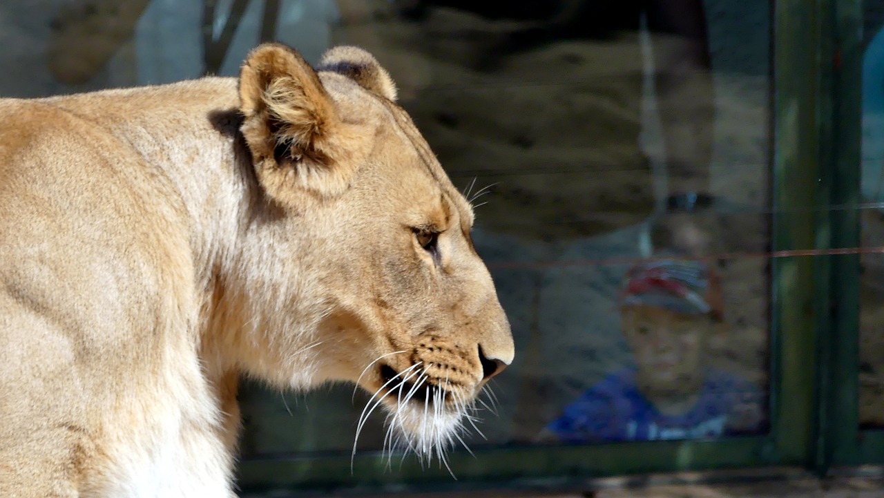 zoo animals lion free photo