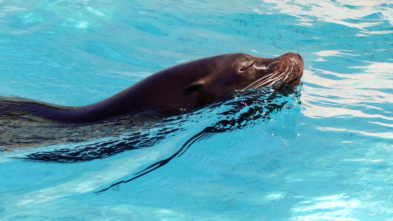 zoo animals sea ​​lion free photo