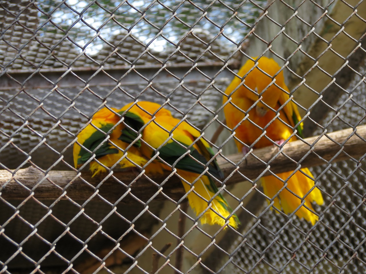 zoo birds arasras free photo