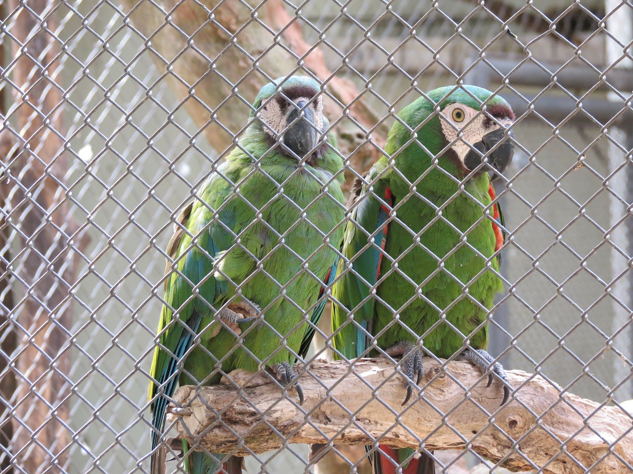 zoo birds macaws free photo