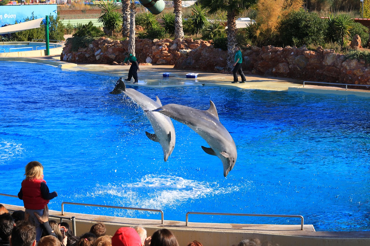 zoo animals dolphins free photo
