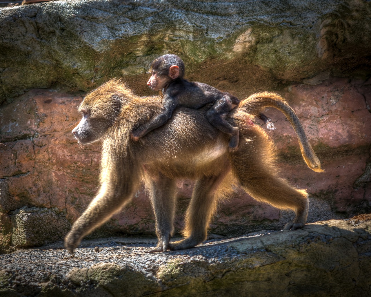 zoo baboon monkey free photo