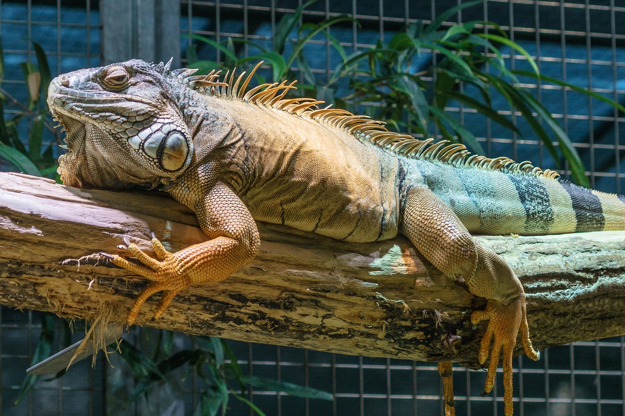 zoo iguana scale free photo