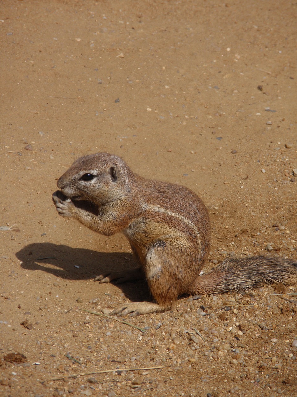 zoo animals the zoological garden free photo