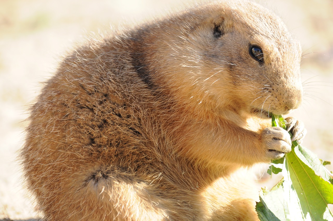 zoo animals meerkat free photo