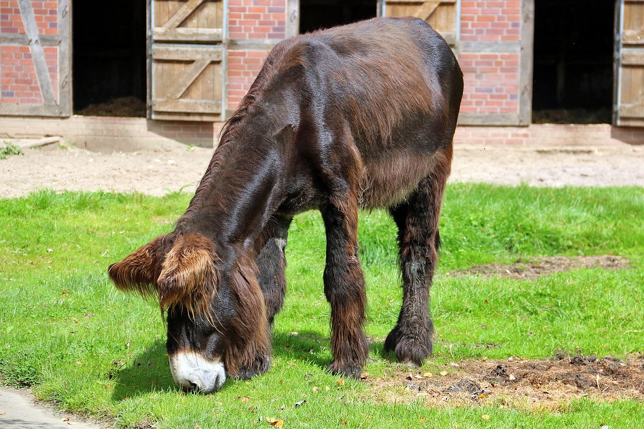zoo lüneburg heath donkey free photo