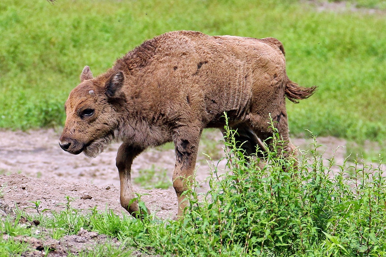 zoo lüneburg heath bison free photo