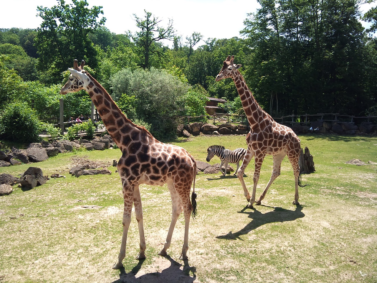 zoo giraffe animal free photo