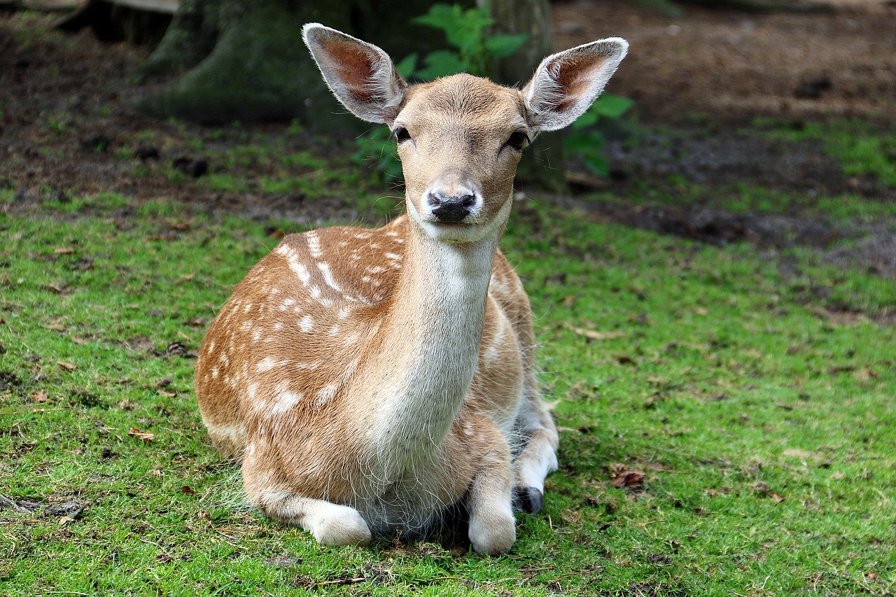 zoo lüneburg heath roe deer free photo