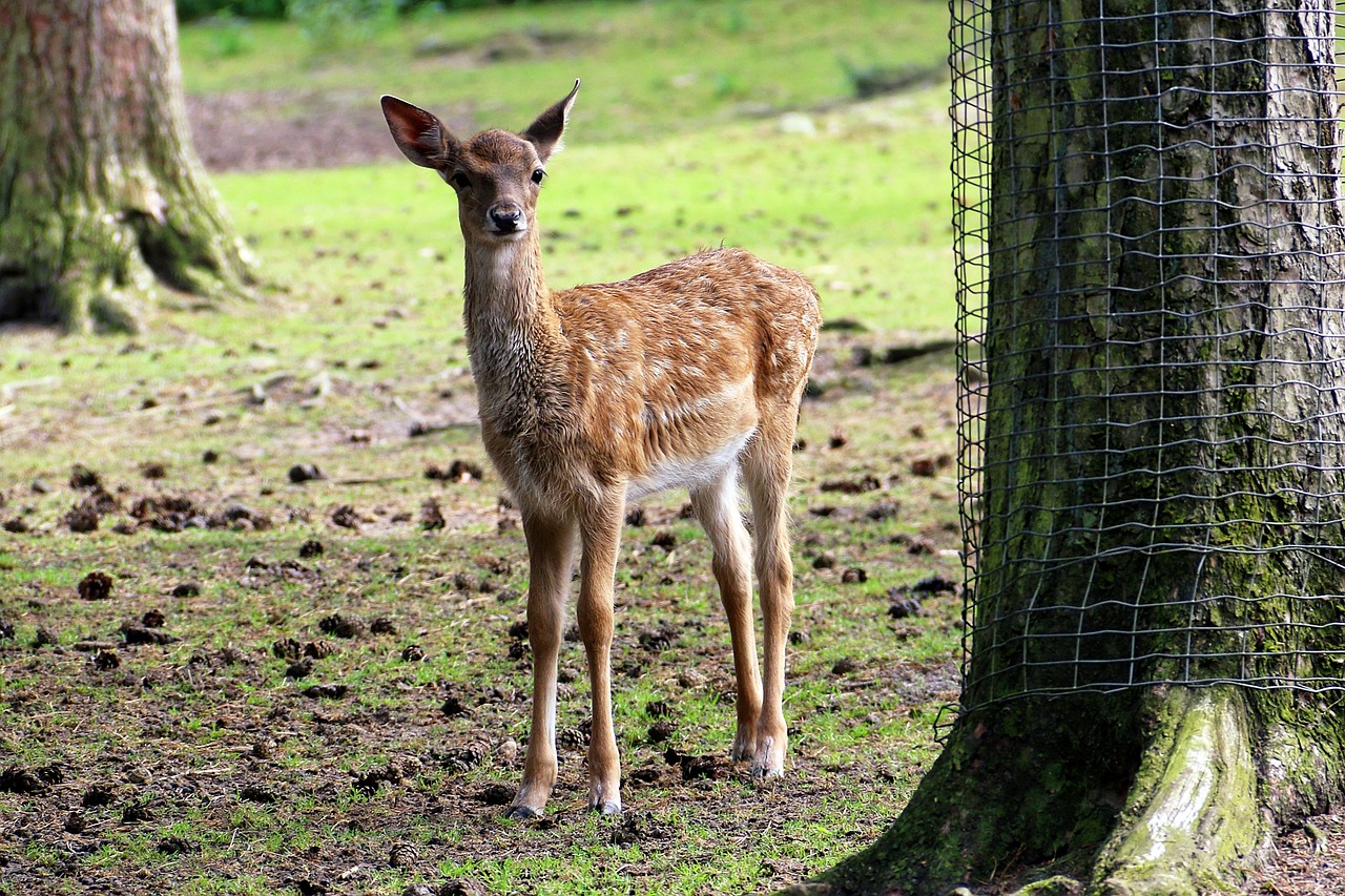 zoo lüneburg heath roe deer free photo