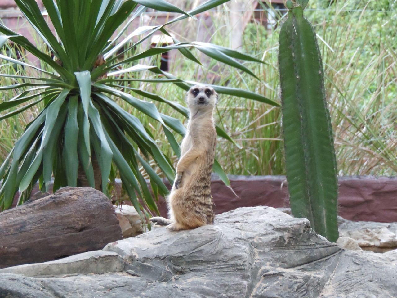 zoo thailand animal free photo