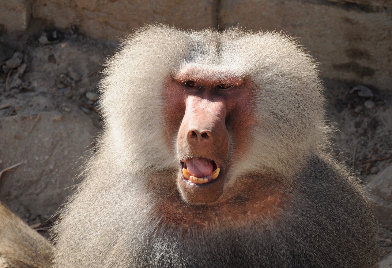 zoo ape baboons free photo