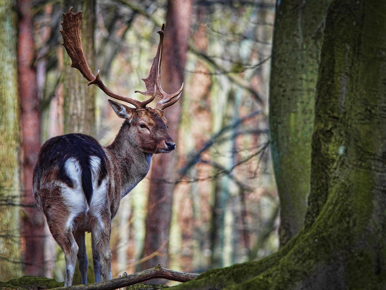 zoo cervidae nature free photo