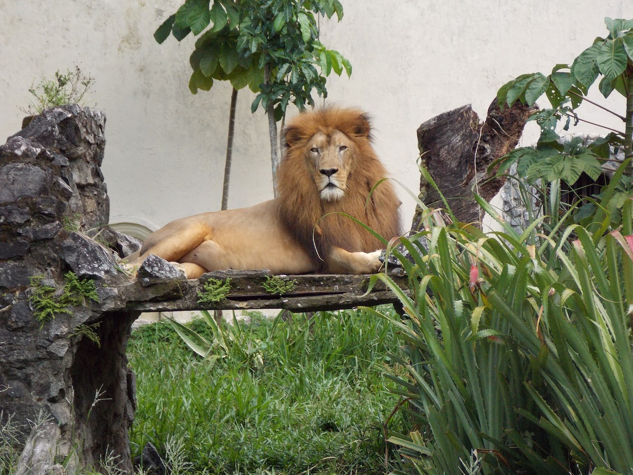 zoo lion king free photo