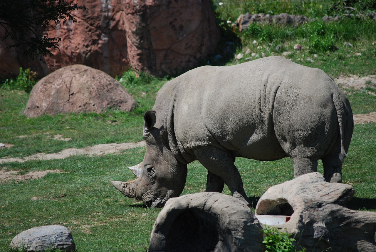 zoo rhino rhinoceros free photo