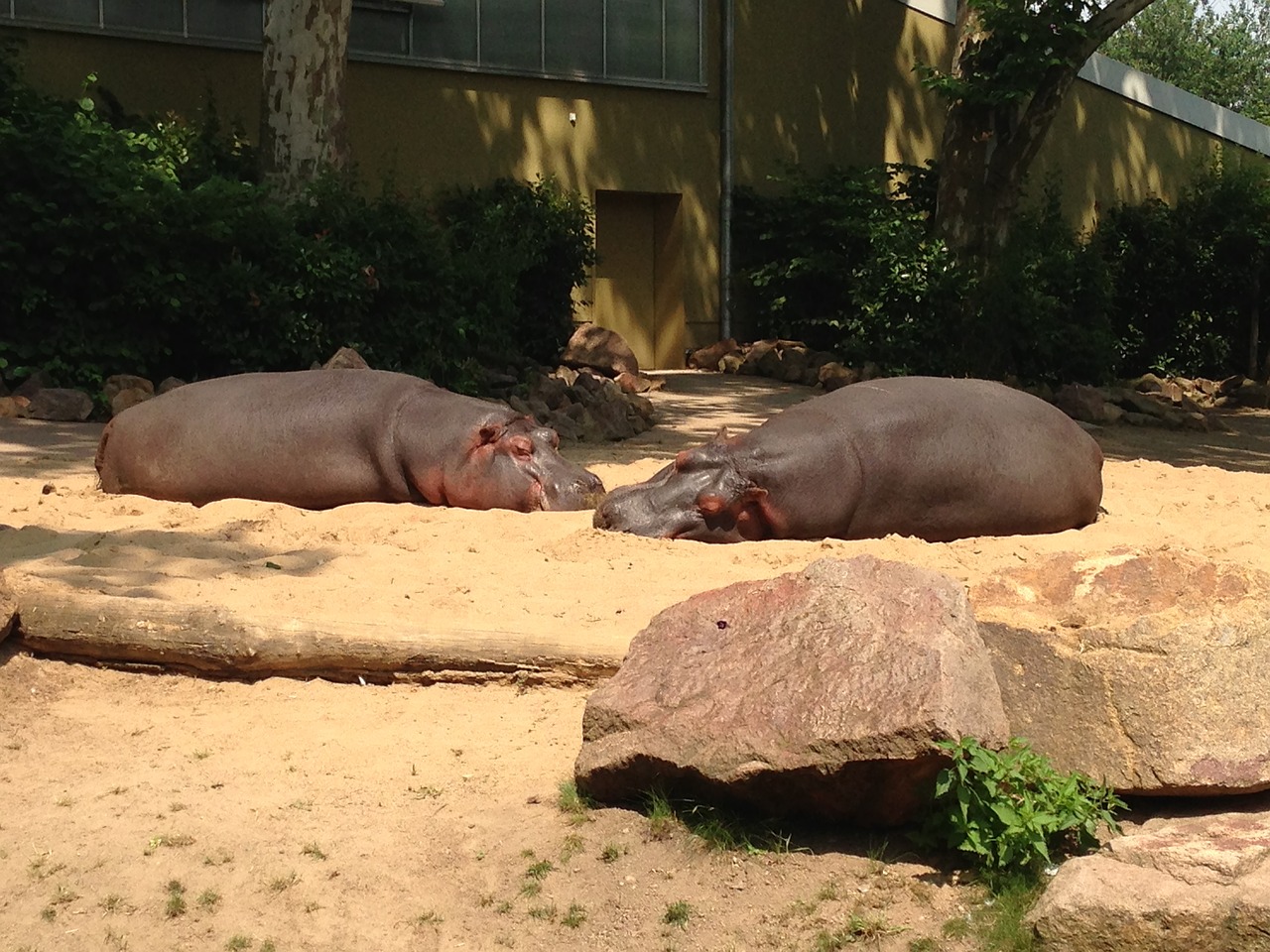 zoo hippos germany free photo