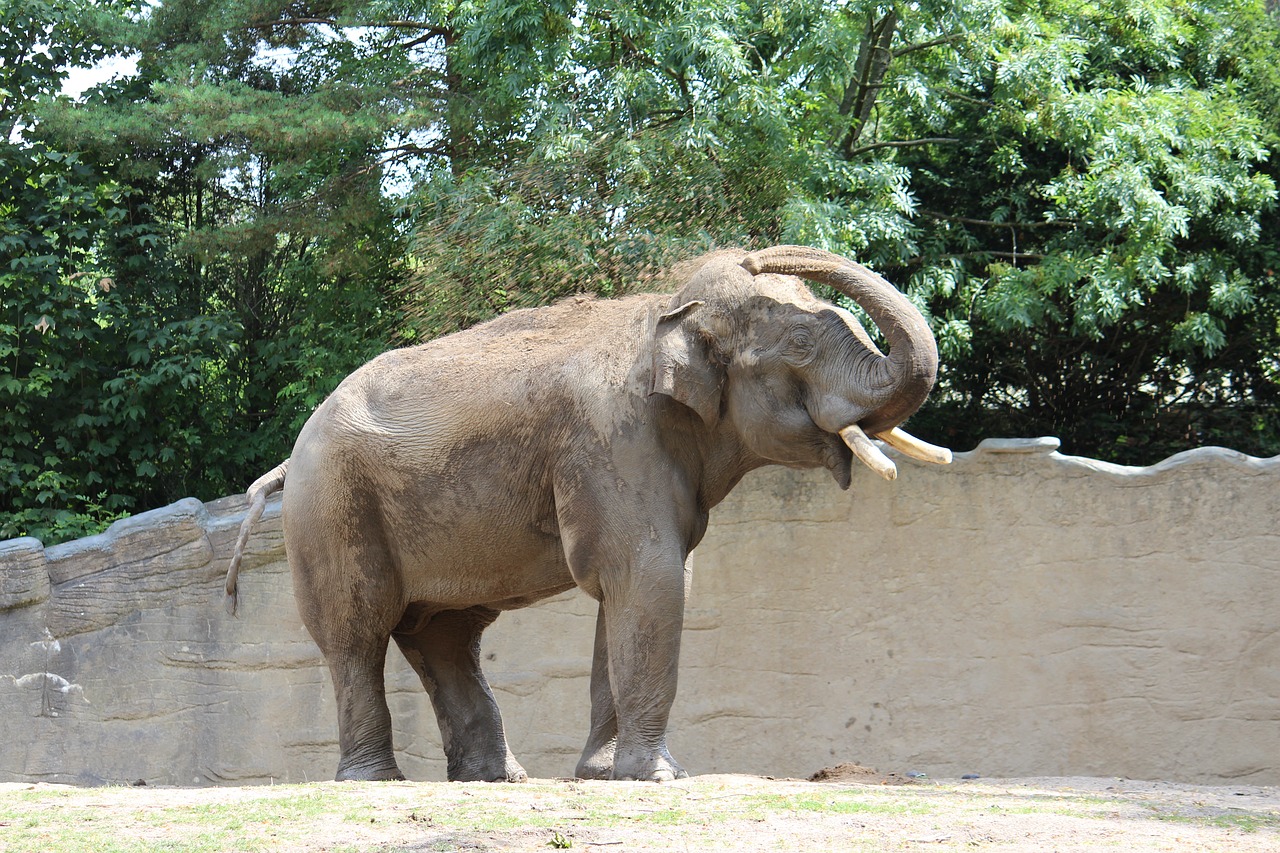 zoo hamburg elephant free photo