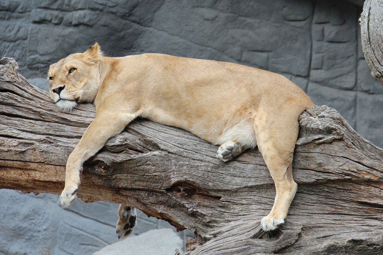 zoo hamburg lioness free photo