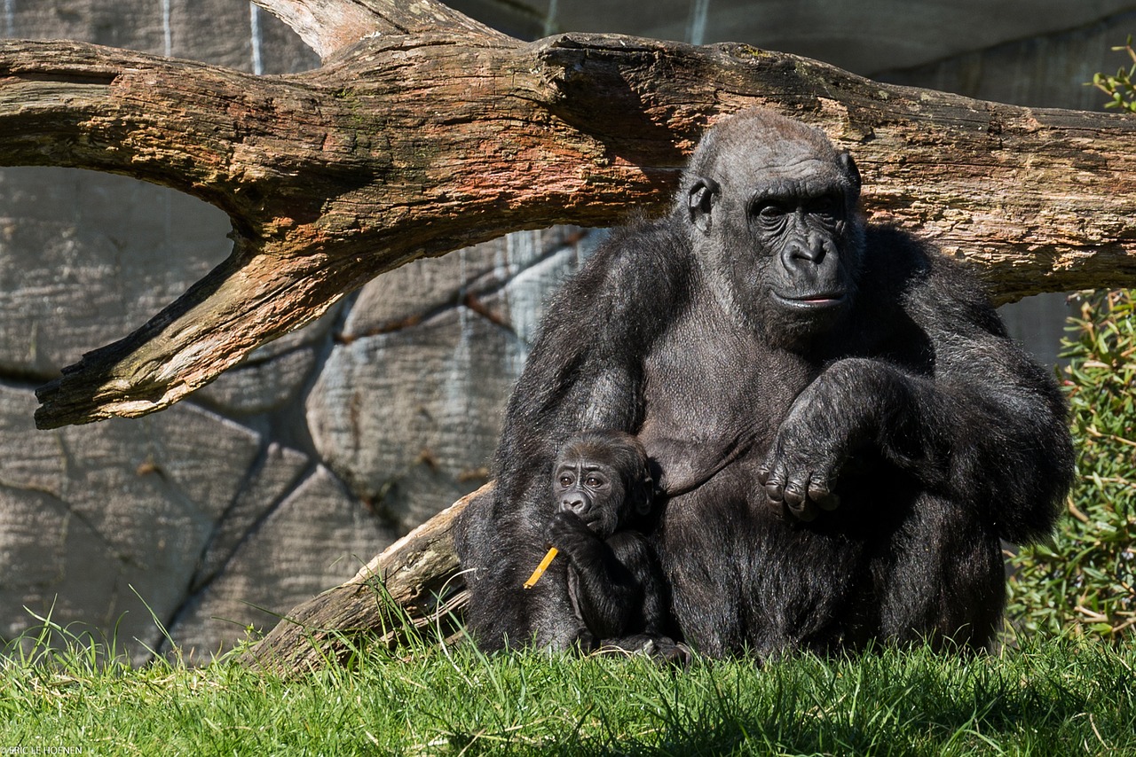 zoo monkey animal free photo