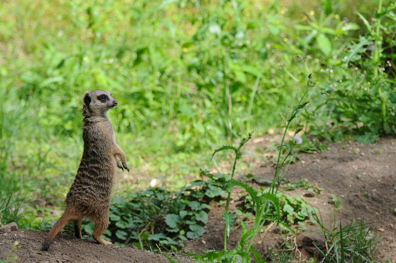 zoo netherlands holland free photo