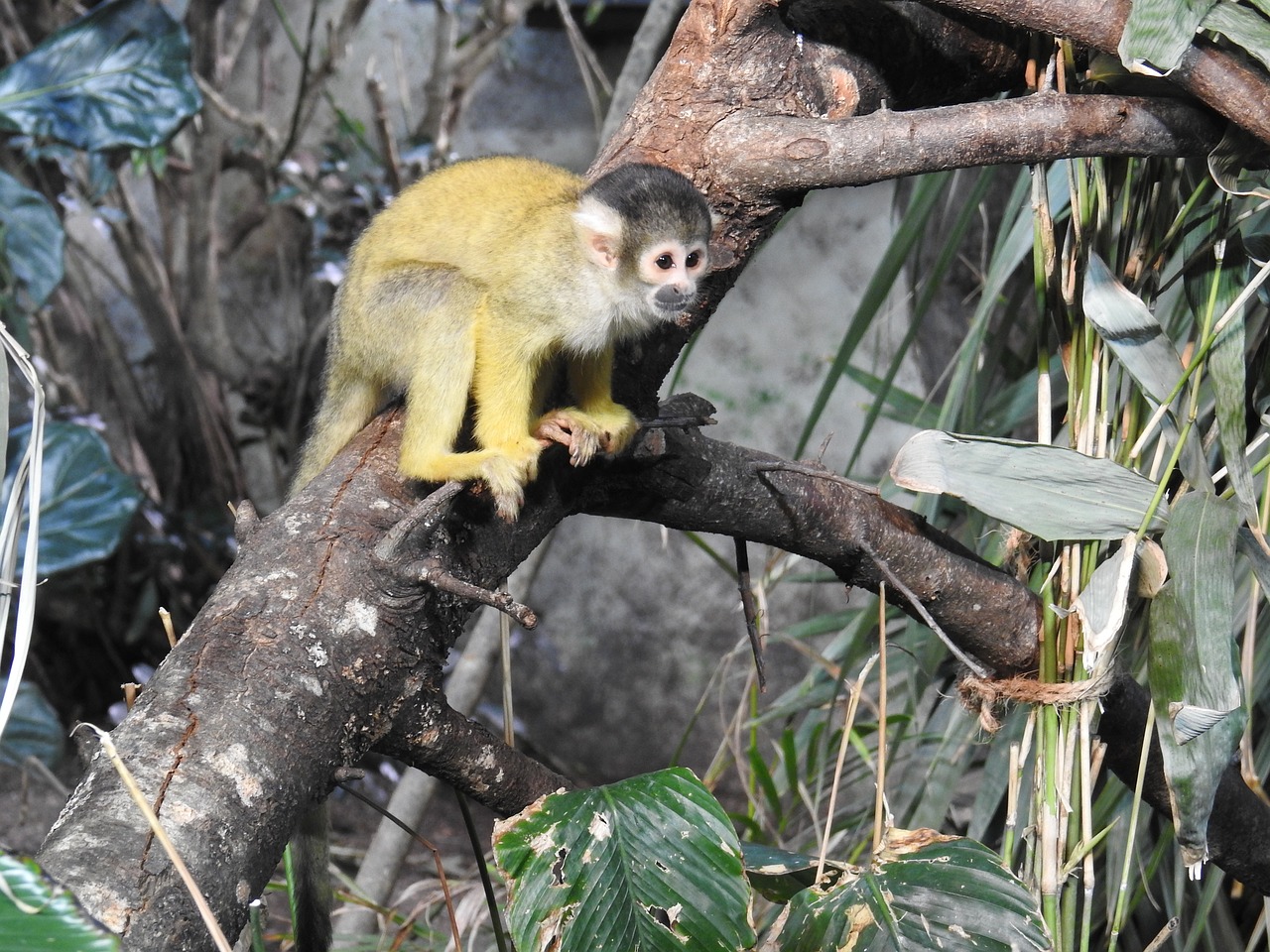 zoo animal äffchen free photo