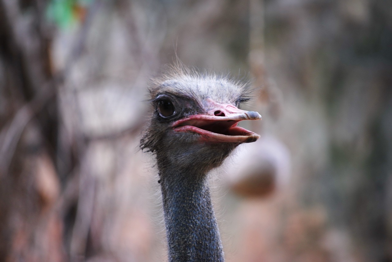zoo animal ostrich free photo