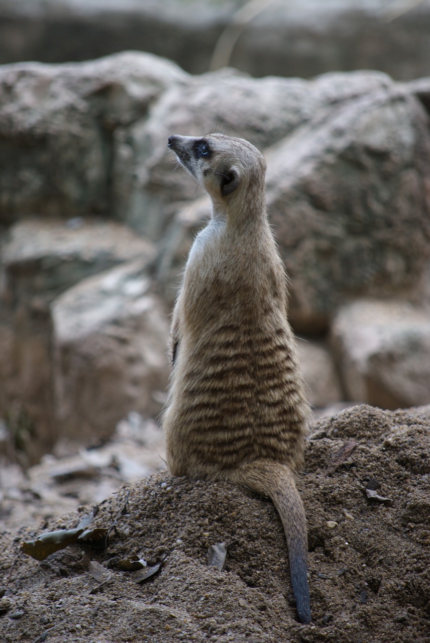 zoo meerkat cute free photo