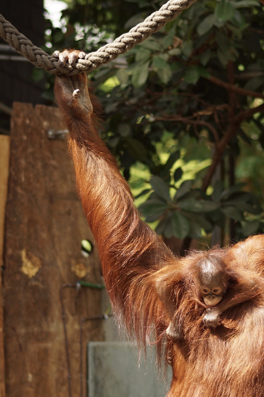 zoo orang-utan young animal free photo