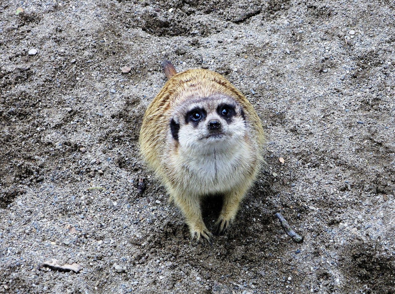 zoo wildlife photography meerkat free photo