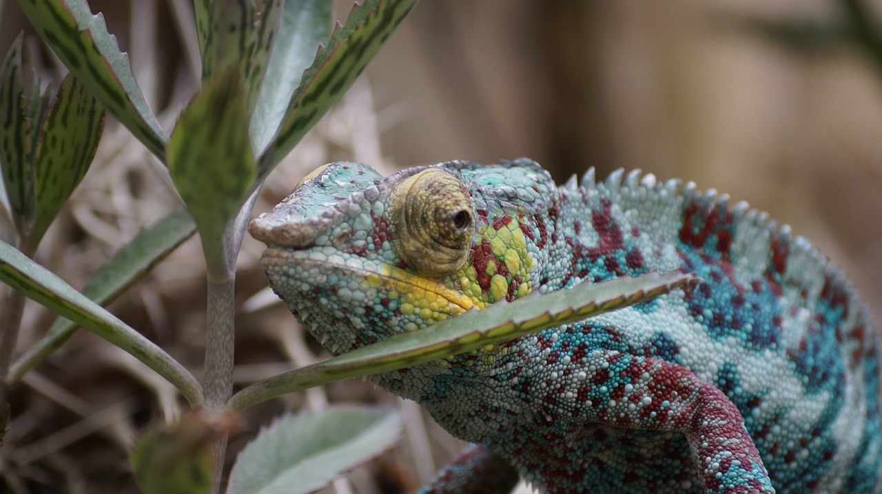 zoo chameleon nature free photo