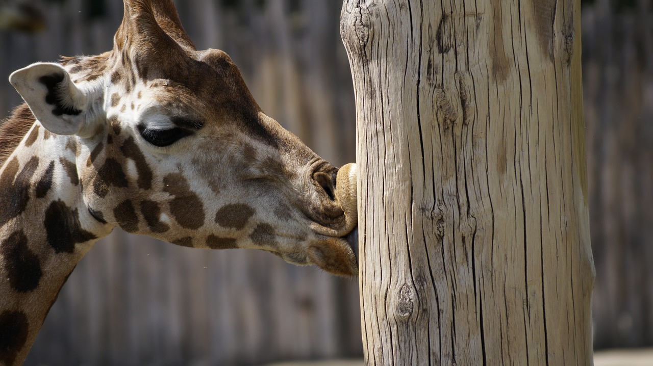 zoo giraffe leipzig free photo