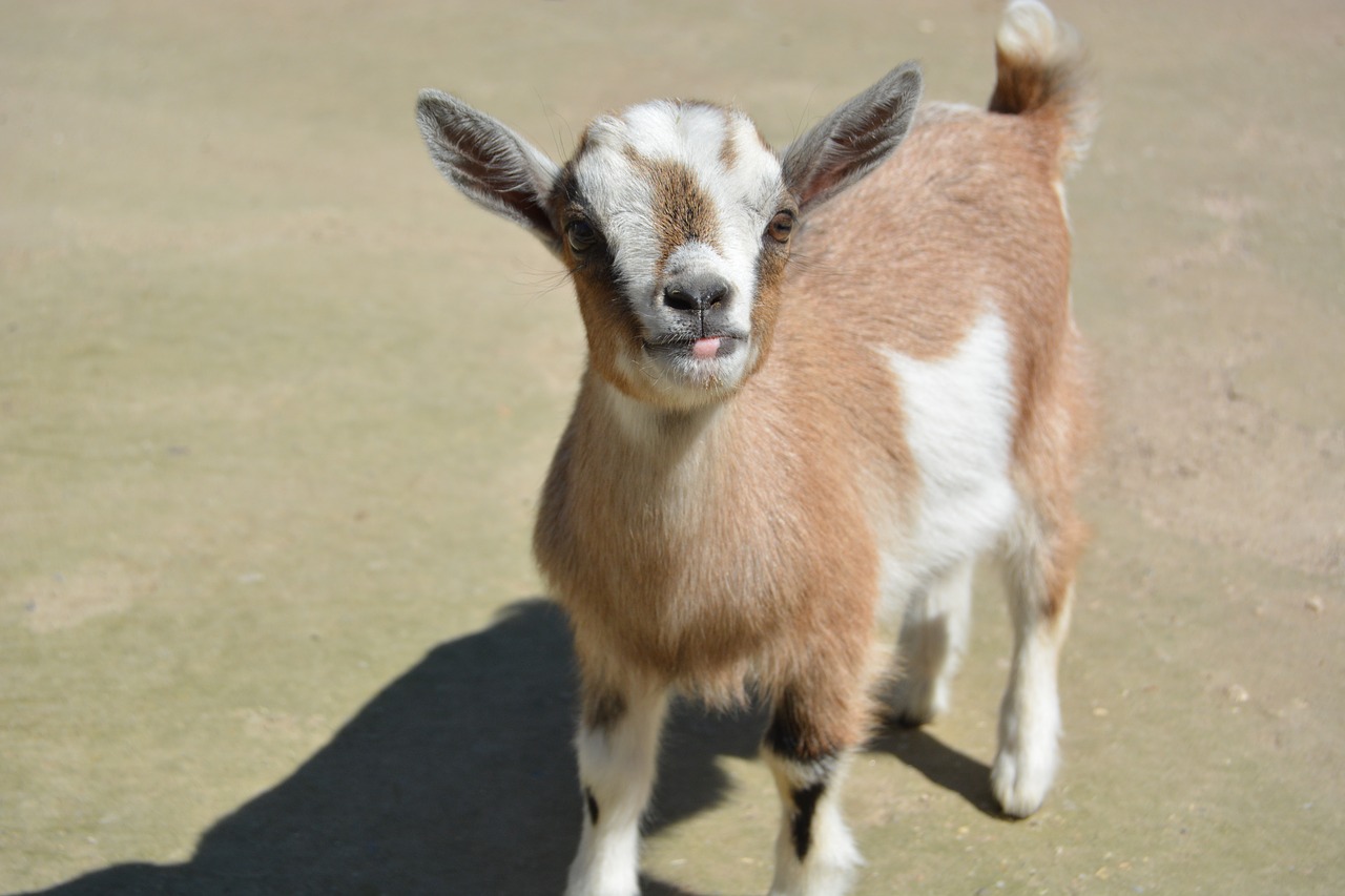 zoo goat young goat free photo