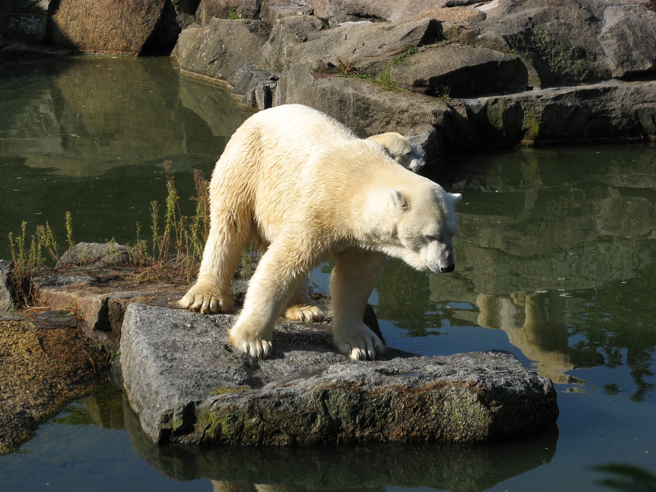 zoo animals bear free photo