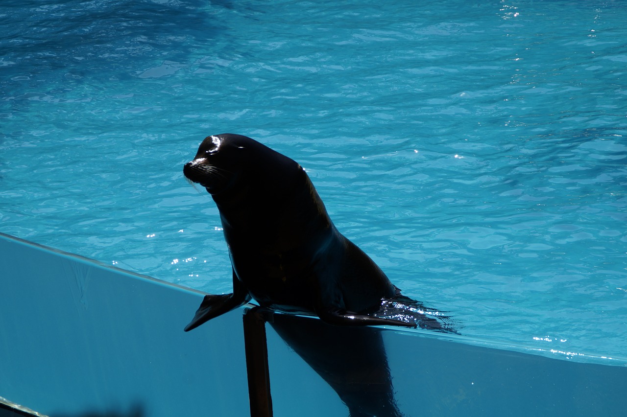 zoo sea lion males free photo
