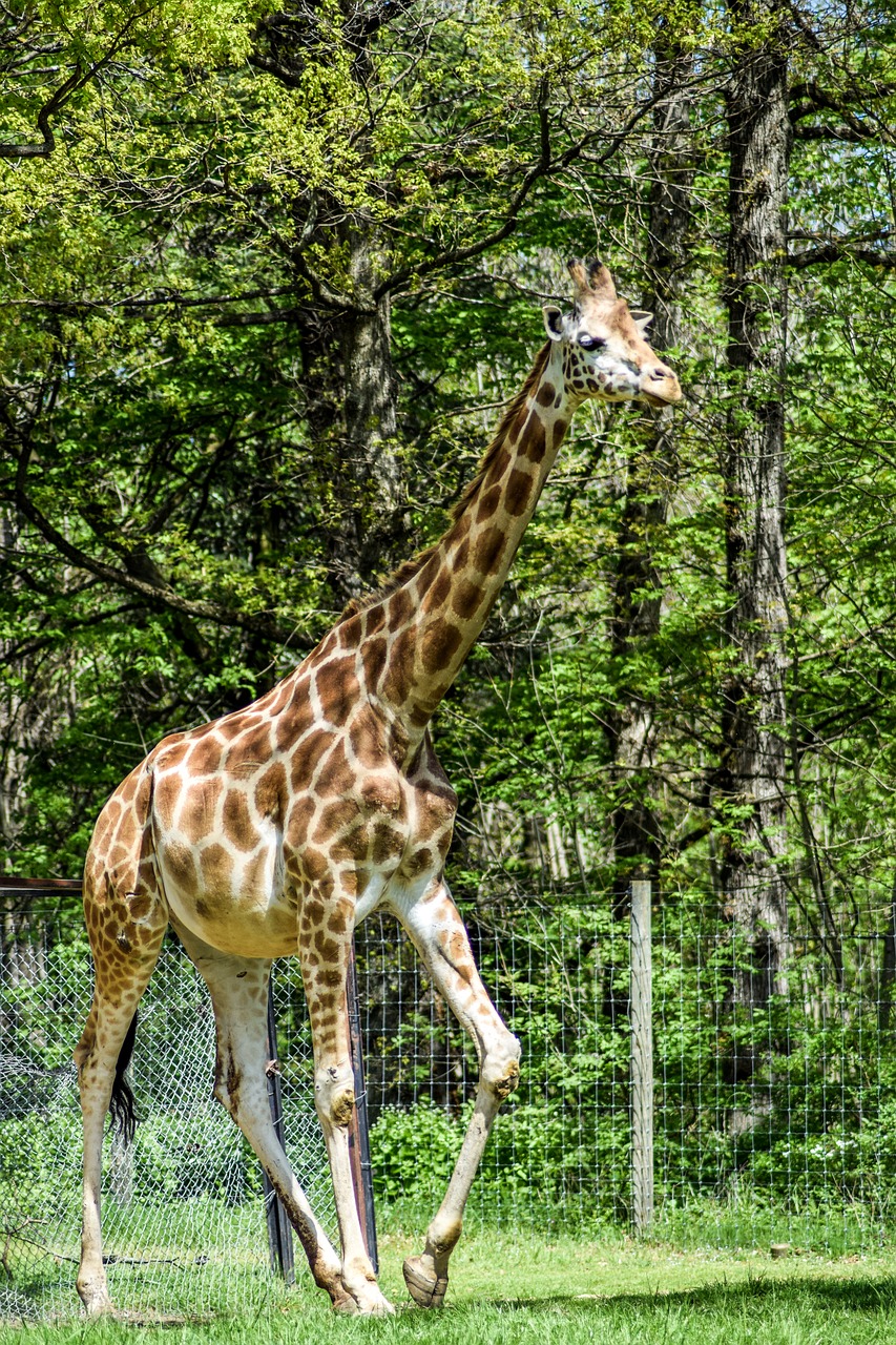 zoo paugres ardeche free photo