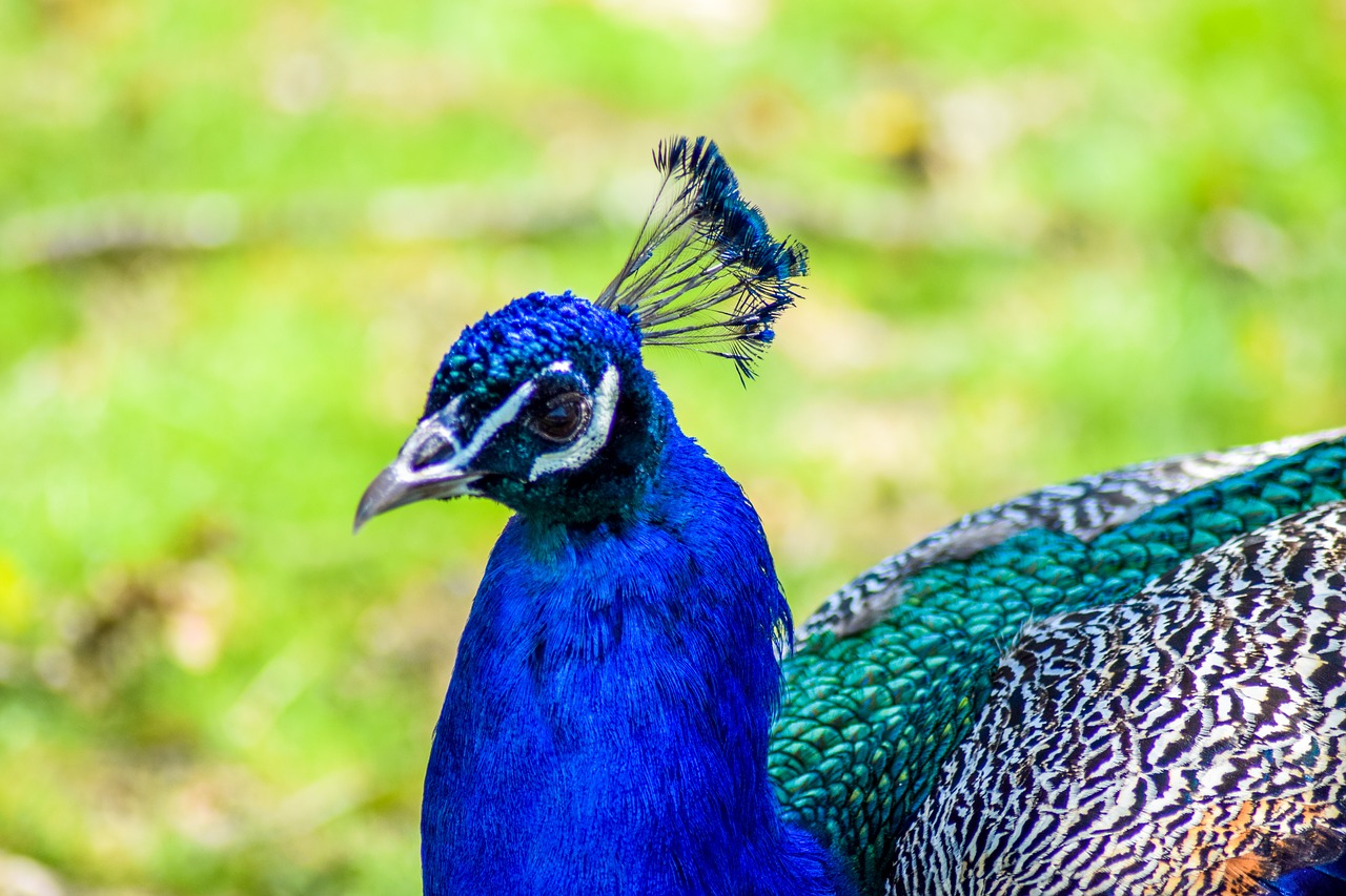 zoo paugres ardeche free photo