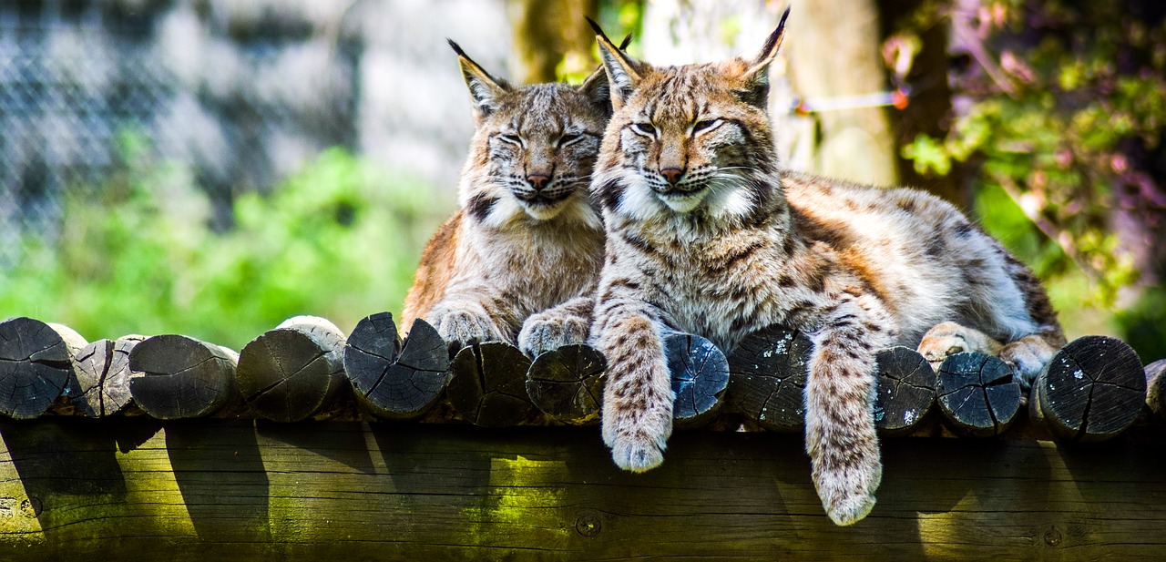 zoo paugres ardeche free photo