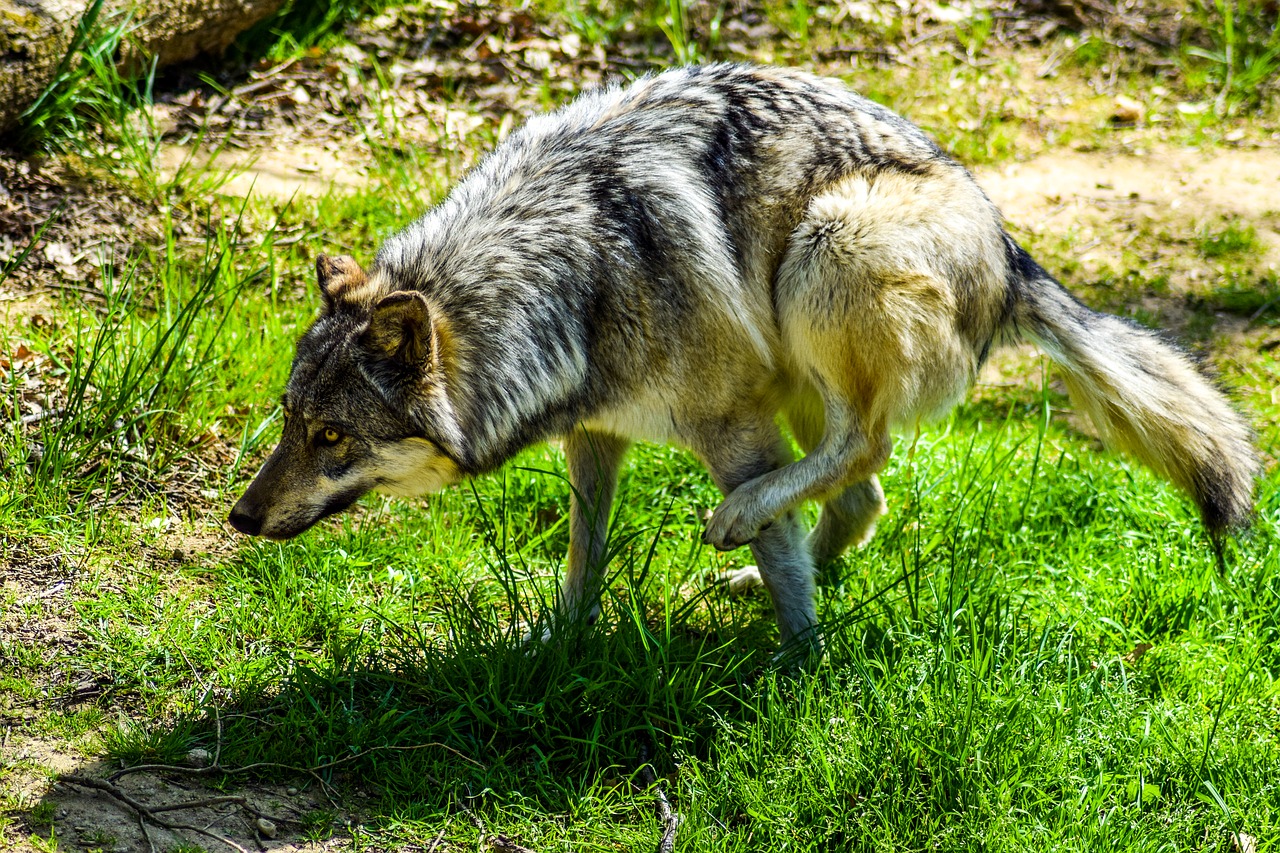 zoo paugres ardeche free photo