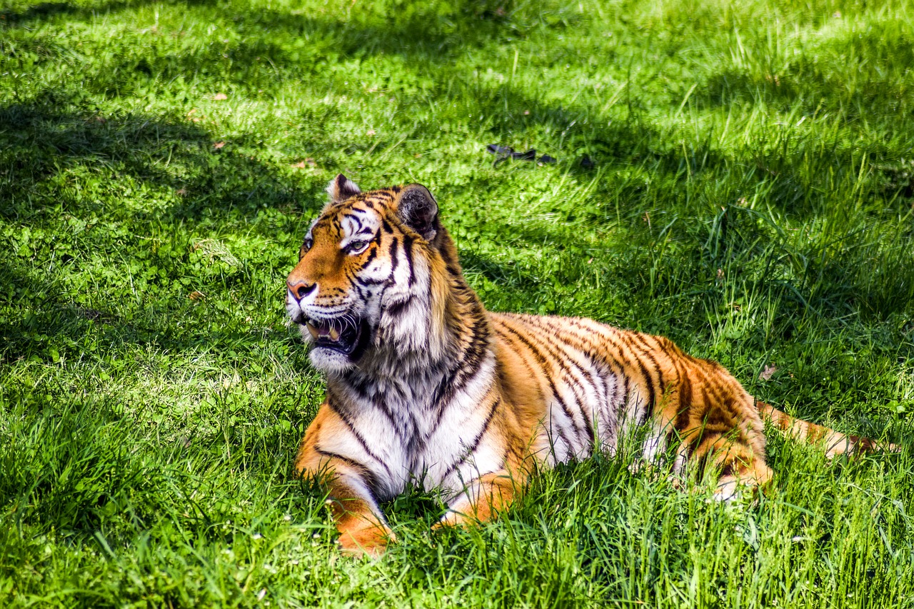 zoo paugres ardeche free photo